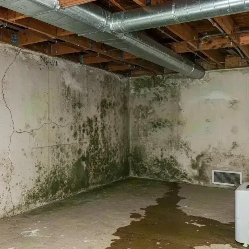 Professional Mold Removal in Humphreys County, TN